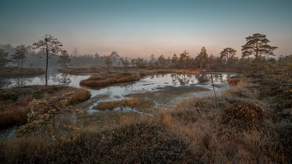 Serene view of Kõnnu Raba bog at sunrise in Koitjärve, Estonia.